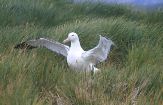 Sub-Antarctic Wildlife Premium Boat Tour