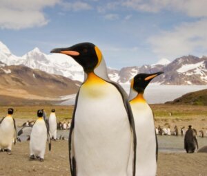 23 Day Antarctica, South Georgia & Falklands Tour