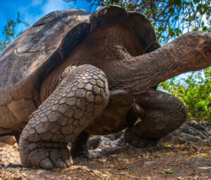 Peru with Machu Picchu and Galapagos Islands