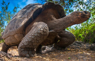 Peru with Machu Picchu and Galapagos Islands