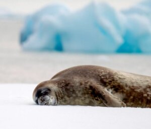 Antarctica Wildlife Boat Tour