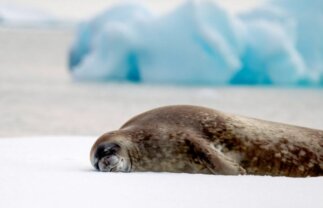 Antarctica Wildlife Boat Tour