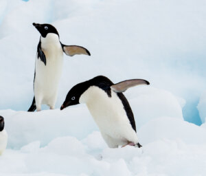 Naturalist Boat Tour of Antarctica