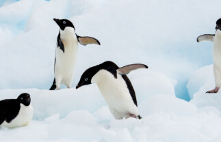 Naturalist Boat Tour of Antarctica