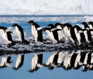 Antarctic Wildlife Tour – Fly and Cruise