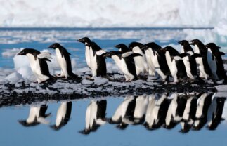 Antarctic Wildlife Tour – Fly and Cruise