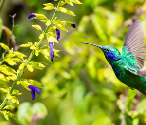 Costa Rica Wildlife Tour