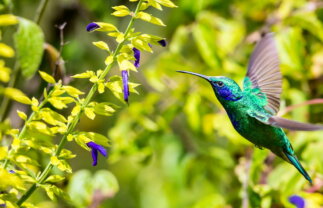 Costa Rica Wildlife Tour