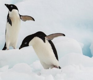 Antarctica Wildlife Boat Tour