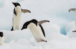 Antarctica Wildlife Boat Tour