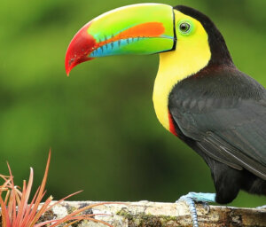 Wildlife in Scenic Costa Rica