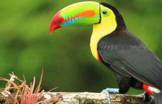 Wildlife in Scenic Costa Rica