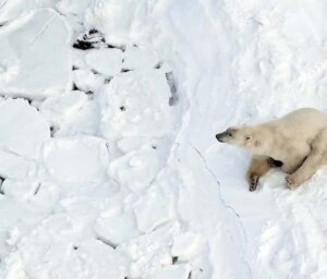 Polar Bears in Churchill