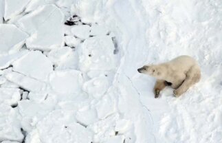 Polar Bears in Churchill