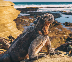 Ecuador Cloud Forest, Volcanoes and the Galapagos