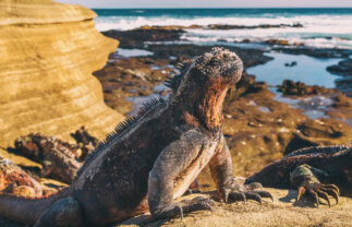 Ecuador Cloud Forest, Volcanoes and the Galapagos