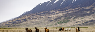 Best Guided Tours of Iceland