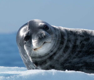 Antarctic Peninsula and Weddell Sea Boat Expedition