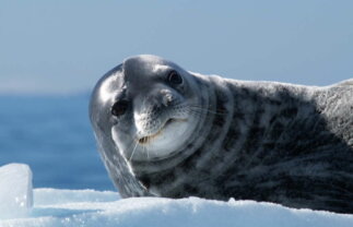 Antarctic Peninsula and Weddell Sea Boat Expedition