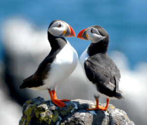 Walking Scotland’s Orkney Islands