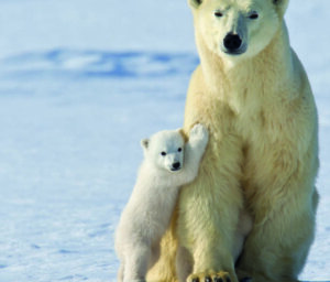 Polar Bears in Churchill