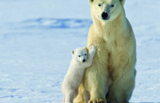 Polar Bears in Churchill