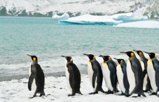 Sub-Antarctic Wildlife Premium Boat Tour