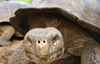 Boat Cruise of Galapagos – West & Central Islands