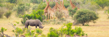 South Africa safari tours