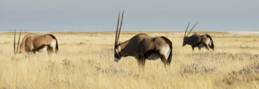 Namibia wildlife tours