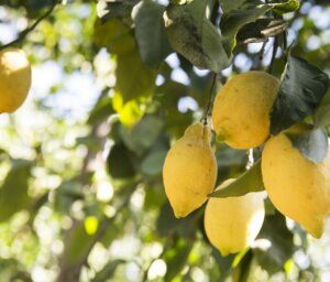 Italy Agritourism Near Amalfi Coast