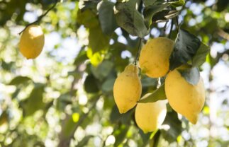 Italy Agritourism Near Amalfi Coast