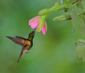 Singles Tour of Ecuador and The Galapagos