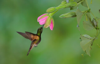 Singles Tour of Ecuador and The Galapagos