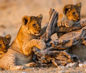 Indigenous Peoples of Namibia with Safari and Dunes for Solos