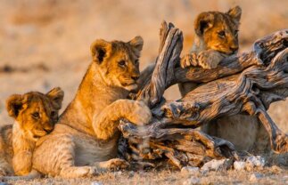 Indigenous Peoples of Namibia with Safari and Dunes for Solos