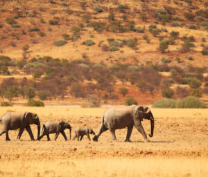 Nature Tour of Southern Africa’s West Coast