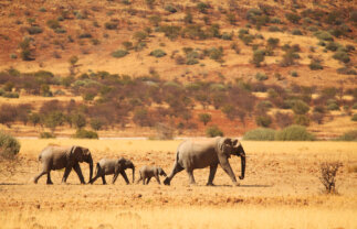 Nature Tour of Southern Africa’s West Coast