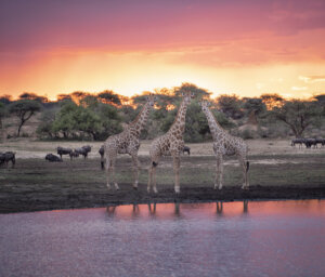 Cape Town, Namib, and Etosha National Park