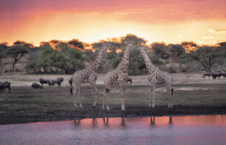 Cape Town, Namib, and Etosha National Park