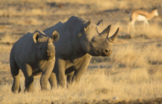 Victoria Falls to Cape Town