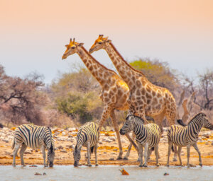 Tour of Namibia from Cape Town