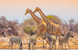 Tour of Namibia from Cape Town