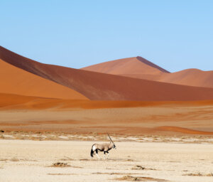 Tour of Namibia to Cape Town