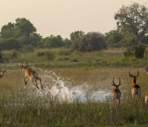 Small Group Tour of Botswana and Namibia