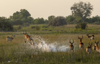 Small Group Tour of Botswana and Namibia