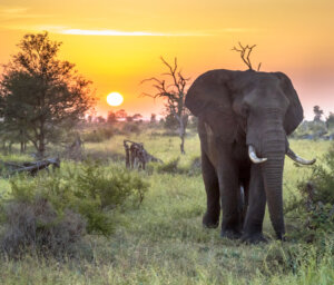 Tour of Kruger National Park