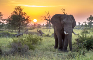 Tour of Kruger National Park