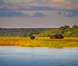 Wilderness and Wildlife of Botswana with Victoria Falls