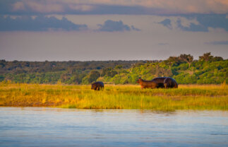 Wilderness and Wildlife of Botswana with Victoria Falls